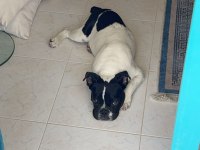 6 AYLIK FRENCH BULLDOG