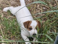 Fırlama Jack Russell Show Kalite
