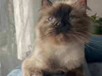 Tuvalet eğitimi var çok uysal british shorthair