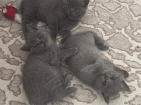 28.03.2025 doğumlu british shorthair yavrularımız
