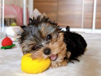Evinizin akıllı yorkshire terrier şekeri