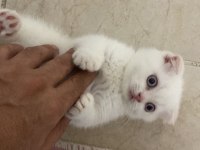 3 aylık scottish fold- chinchilla melezi kedimiz