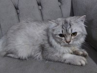 British longhair dişi diye aldık erkek çıktı