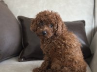 Yüz Yapısı Muhteşem Red Toy Poodle Yavrular