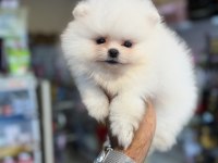 Pomeranian yavruları