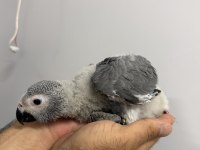 70 GÜNLÜK BEBEK JAKO EL BESLEME