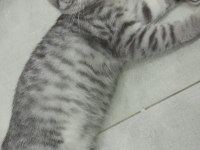 Kedi british shorthear