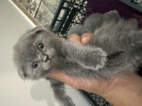 Minnoşlar Kedicikler