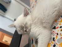 British shorthair silver ny 1133