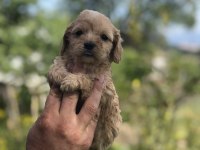 KG GARANTİLİ MALTİPOO BEBEKLER