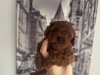 Orjinal teacup toy poodle dişi yavrular