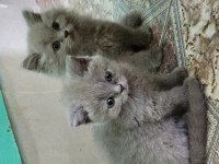 Olağanüstü güzellikte kediler