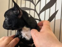 A Kalite Exotik French Bulldog Yavrular