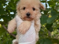 TOY POODLE BEBEKLERİ