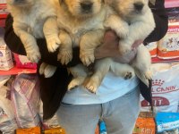 Baby Face Golden Retriever Yavruları