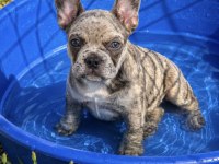 Satılık Dişi Fransız Bulldog Merle