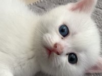 Beyaz British Shorthair