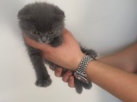 scottish fold