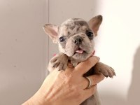 Exotic French Bulldog Yavrular