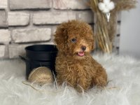 Harika anotomisi ile mükemmel Toy poodle yavrular