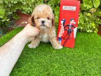 Kore Maltipoo Terier Degildir Lütfen Dikkate Alınız