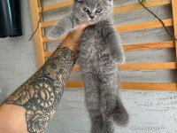 British longhair dişi iki aylık