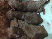Anne altından evde beslediğimiz toy poodle Max 3 kg