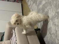Maltese pomerian mix yavru