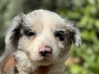 BLUE MERLE VE SİYAH BEYAZ SAFKAN BORDER COLLİE YAVRULARI
