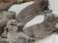 British Shorthair Yavrular