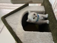 3 aylık yavru british shorthair kedimiz