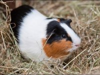 Dişi Ve Erkek Yavru Ginepig