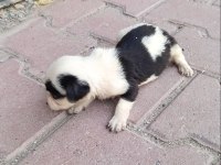 Terrier Bebeklerimiz