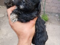 Nadir siyah maltipoo show