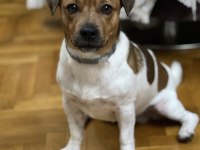 Oğlumuza gelin arıyoruz çiftleştirme jack russell