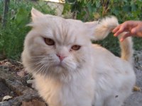İran kedisi