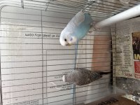 Çift İri Muhabbet Kuşu Kızgın