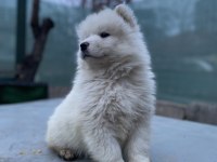 Kar beyaz Samoyed yavrular