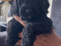 MUHTEŞEM POODLE KARDEŞLER