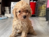 Güzel Toy Poodle Yavrularımız Yeni Yuvasını Arıyor