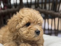 Maltipoo güzellikleri