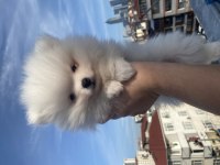 POMERANİAN BOO 2 AYLIK ERKEK