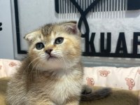 Golden tabby scottish fold bebeğim