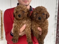 Üst Kalite Orjinal Toy Poodle Yavruları