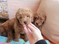 50 günlük toy poodle teacup küçük boy bebeklerim