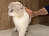 Ücretsiz Scottish Fold Kedisi 3 Yaşında