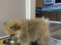 Pomeranian Boo Erkek Ve Dişi Yavrularımız