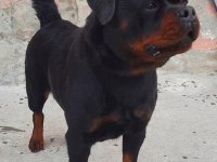 A Şecereli Üretim İzinli Yetişkin Dişi Rottweiler