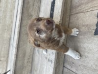 Rus finosu 2 aylık köpeğimiz