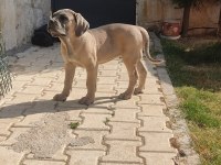 DEV DİŞİ ASLAN CANE CORSO